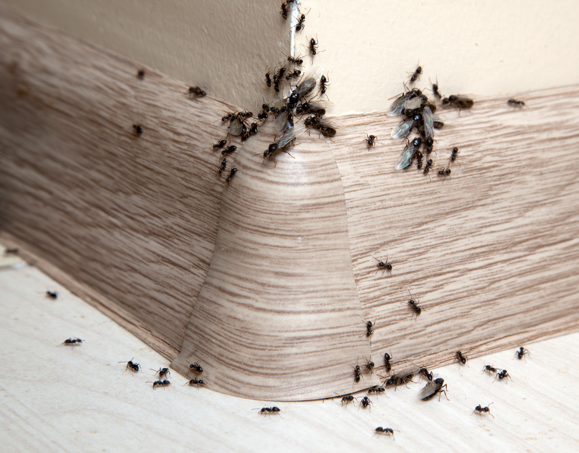 Ant Infestation, Pest Control in Hoddesdon, EN11. Call Now 020 8166 9746