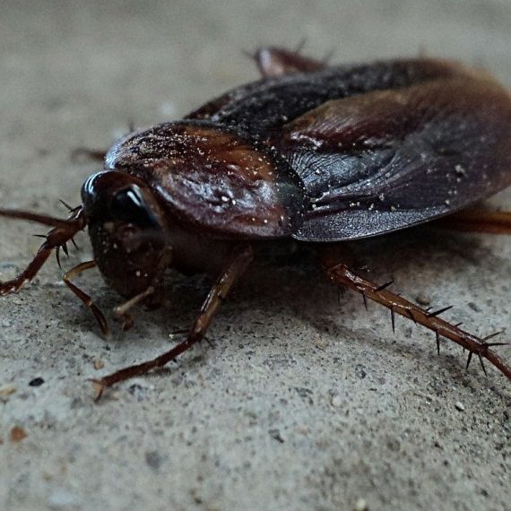 Cockroaches, Pest Control in Hoddesdon, EN11. Call Now! 020 8166 9746