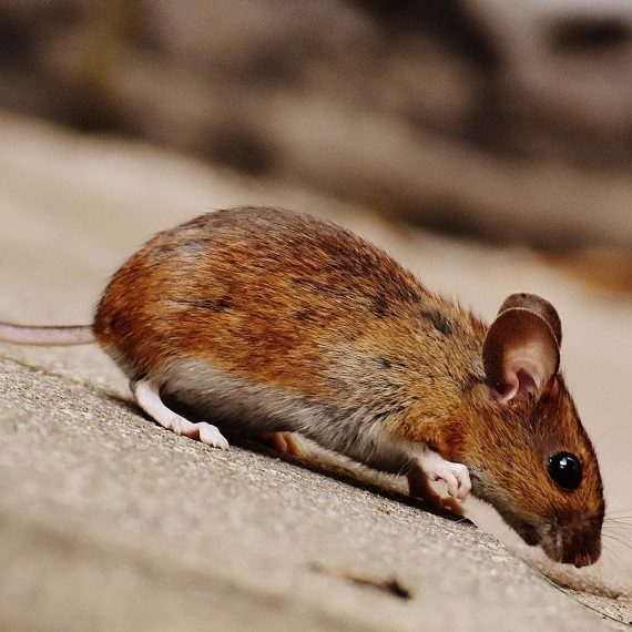 Mice, Pest Control in Hoddesdon, EN11. Call Now! 020 8166 9746