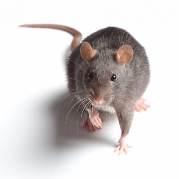 Rats, Pest Control in Hoddesdon, EN11. Call Now! 020 8166 9746