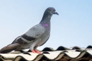 Pigeon Pest, Pest Control in Hoddesdon, EN11. Call Now 020 8166 9746