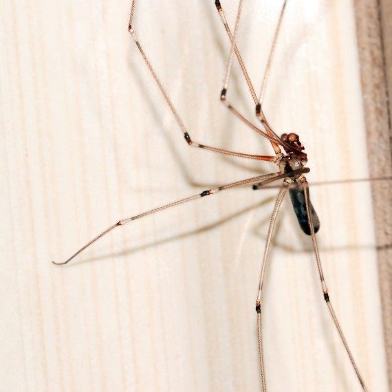 Spiders, Pest Control in Hoddesdon, EN11. Call Now! 020 8166 9746