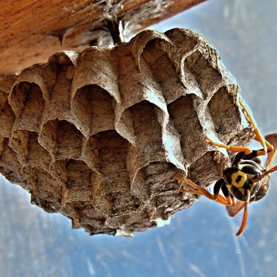 Wasps Nest, Pest Control in Hoddesdon, EN11. Call Now! 020 8166 9746